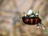 203576 – Photo : Lionel Casset – Jordanie