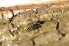 Plagionotus arcuatus
