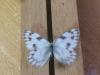203426 – Photo : Limenitis78 – États-Unis d'Amérique