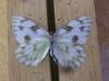 203427 – Photo : Limenitis78 – États-Unis d'Amérique