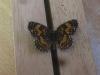 203607 – Photo : Limenitis78 – États-Unis d'Amérique