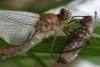 203089 – Photo : Maamar SELLAM – France (28)
