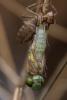 203630 – Photo : Akaren Goudiaby – France (33)