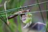 203708 – Photo : Akaren Goudiaby – France (33)