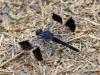 203492 – Photo : Jean-Claude Jamoulle – Botswana