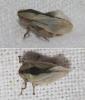 Philaenus spumarius