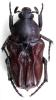 203304 – Photo : Dominique Poirier-Ducrocq – Zimbabwe