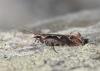 Rhigognostis incarnatella
