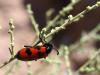203694 – Photo : Lionel Casset – Jordanie