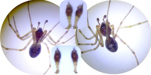 Steatoda triangulosa