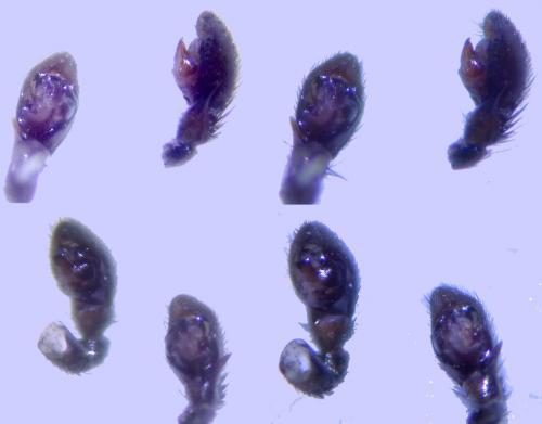 Drassyllus pusillus