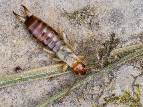 Forficula sp.