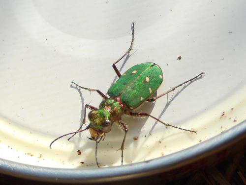 Cicindela campestris