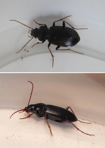 Réf. 204 791 : Nebria brevicollis