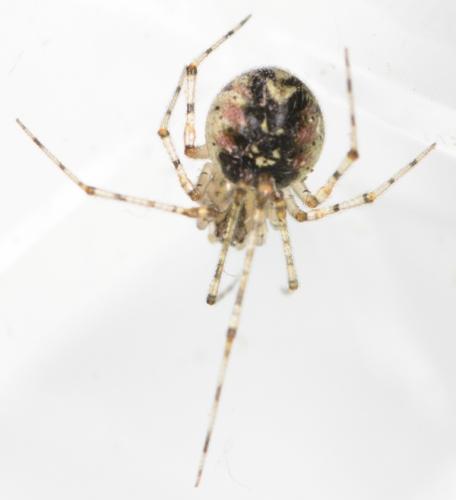 Réf. 204 330 : Platnickina tincta