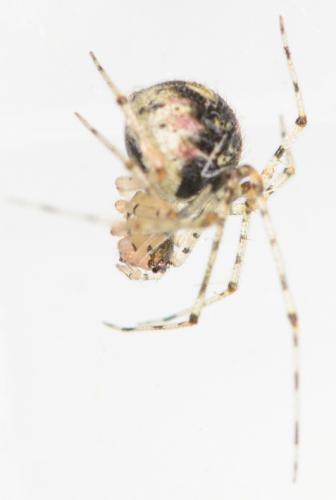 Platnickina tincta