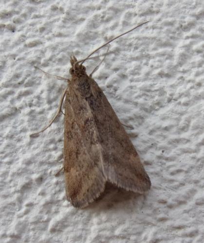 Réf. 204 595 : Pyrausta despicata