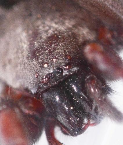 Scotophaeus sp.