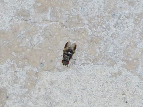 Milichia speciosa