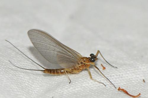 Rhithrogena semicolorata