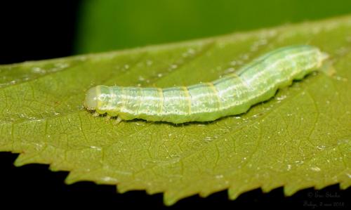 Operophtera brumata