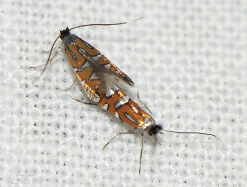 Phyllonorycter lautella