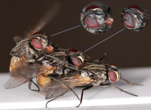 Réf. 204 035 : Musca domestica