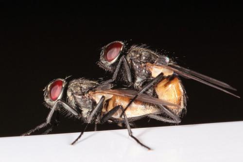 Réf. 204 037 : Musca domestica