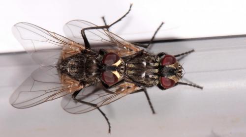 Réf. 204 036 : Musca domestica