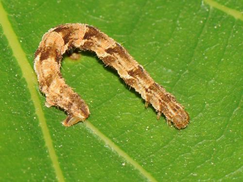 Eupithecia sp.