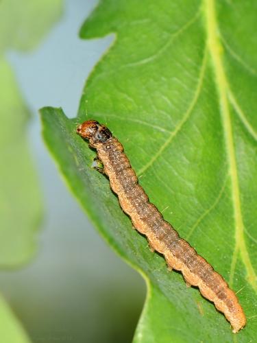 Réf. 204 243 : Phycita roborella