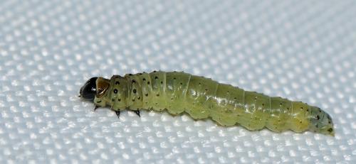 Réf. 204 247 : Tortrix viridana