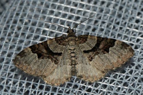 Réf. 204 349 : Xanthorhoe designata