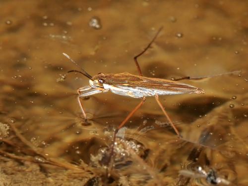 Gerris gibbifer