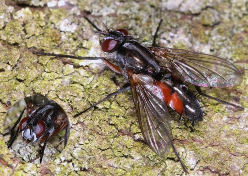 Réf. 204 926 : Mintho rufiventris