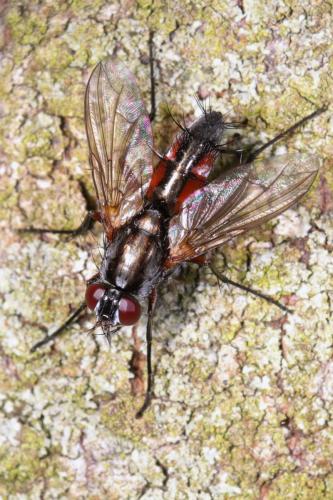 Réf. 204 924 : Mintho rufiventris