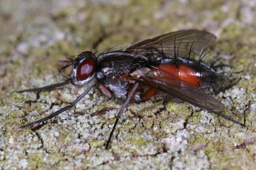 Réf. 204 925 : Mintho rufiventris