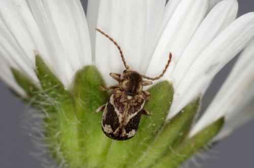 Réf. 204 278 : Ptinomorphus imperialis