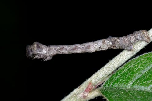 Réf. 204 404 : Biston strataria