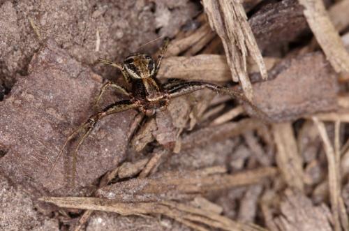 Xysticus sp.