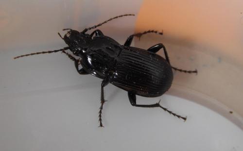 Réf. 204 724 : Abax parallelepipedus