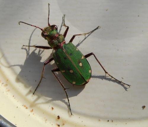 Réf. 204 708 : Cicindela campestris