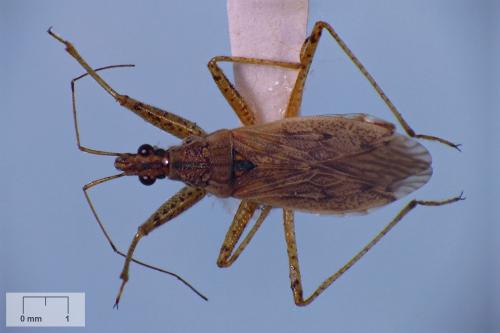 Nabis roseipennis