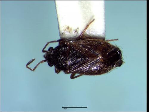 Réf. 204 360 : Stygnocoris sabulosus