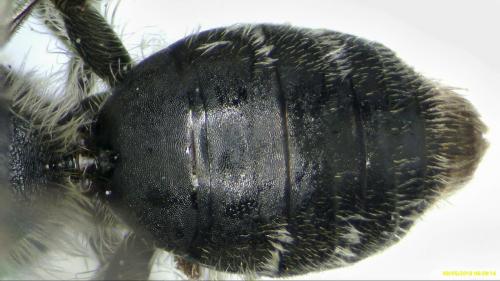Réf. 204 119 : Andrena sp.