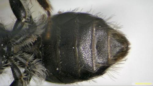 Réf. 204 120 : Andrena sp.