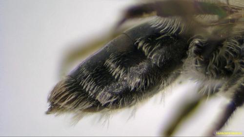 Andrena sp.