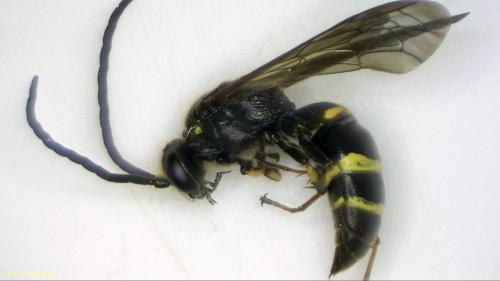 Réf. 204 249 : Argogorytes mystaceus