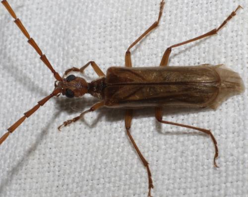 Vesperus strepens