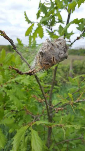 Euproctis chrysorrhoea